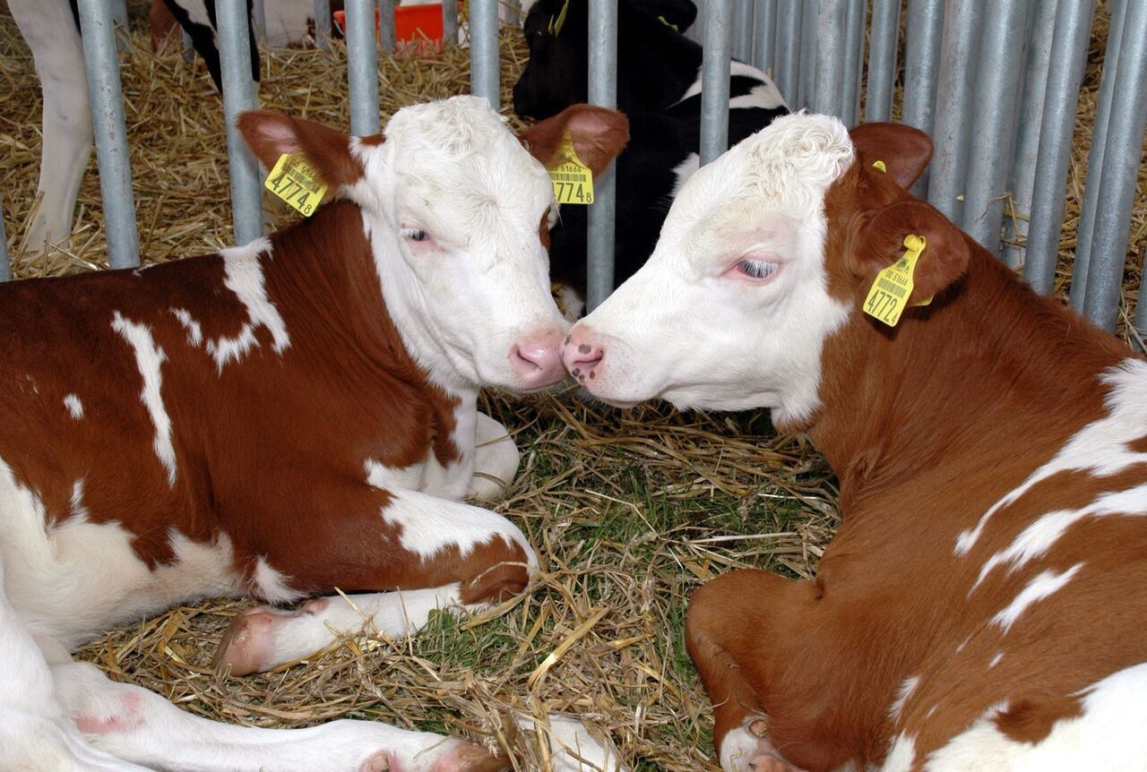 Użytkowość rozrodcza krów – problematyka vs. profilaktyka