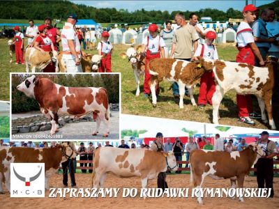 X Krajowa Wystawa Bydła Simentalskiego w Rudawce Rymanowskiej 23-24.08.2014 r. 